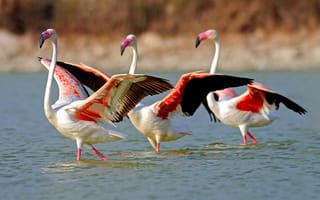Картинка Flamingo, Birds