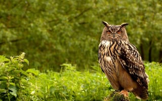 Картинка Owl, wild