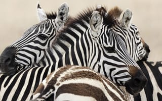 Картинка zebra