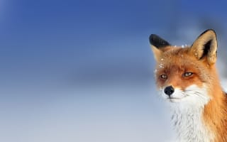 Картинка Fox, wild