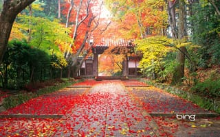 Обои Japan, autumn