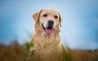 Картинка Собака, язык, Лабрадор-ретривер, радость, морда, портрет