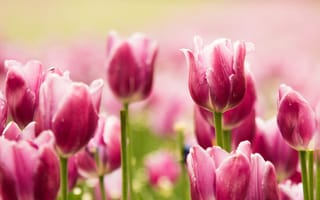 Картинка beautiful, tulips