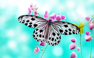 Картинка Butterfly, flower