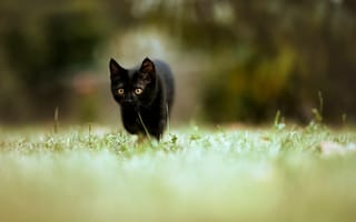 Картинка черный кот