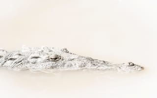 Обои рептилия, голова, Крокодил