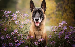 Картинка цветы, Собака