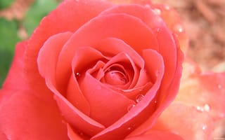 Картинка tropicana, rose