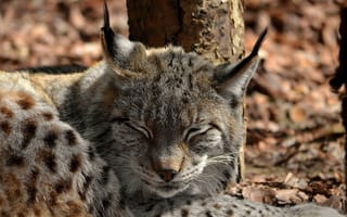 Картинка animals, Lynx, Рысь