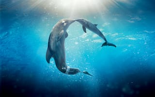 Картинка dolphin, Tale