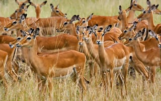 Картинка impala, herd, masai, Mara, Kenya, female