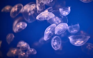 Картинка jellyfishes, underwater