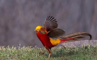 Картинка Травка, крылья, фазан