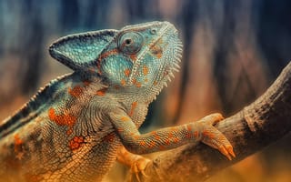 Картинка chameleon