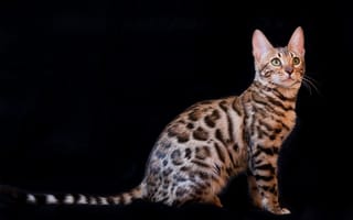 Картинка темный, окрас, котёнок, Бенгальская кошка