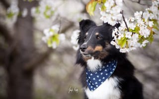 Картинка Весна, друг, Собака