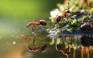 Картинка ant, Red