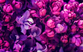 Картинка цветение, lilac, Purple, spring, blossom, Весна