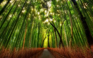Картинка Bamboo, forest, Japan