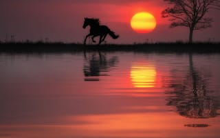 Картинка конь, Вода, лошадь