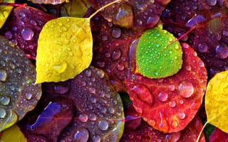 Картинка colorful, leaves, autumn