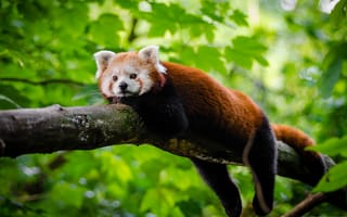 Картинка Малая панда, красная панда, отдых
