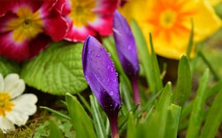 Картинка Purple flowers, капли, crocuses, фиолетовые цветы, drops, крокус