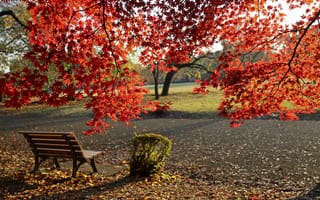 Картинка осень, colors, leaves, листва, autumn, fall, park