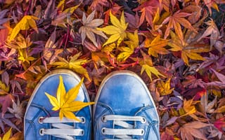 Картинка осень, Кеды, шнурки