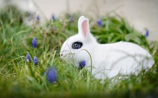Обои кролик, цветы, белый кролик