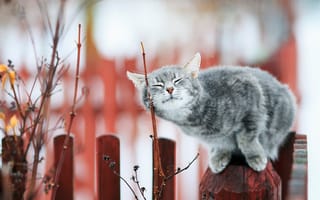 Картинка Кошка, кот, забор