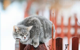 Картинка забор, кот, Кошка