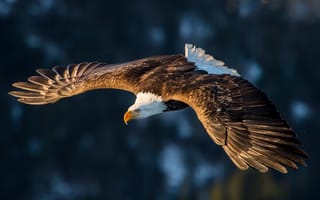 Картинка feathers, magestuosity, eagle, flight