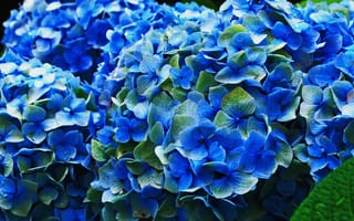 Картинка голубая, соцветия, цветы, цветение, гортензия