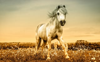 Обои лошадь, лето, забор, цветы, обработка, морда, грива, луг, конь, пастбище