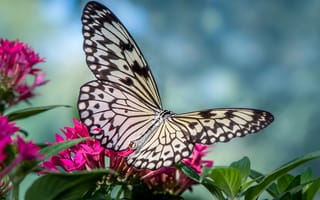 Картинка крылья, насекомое, цветы