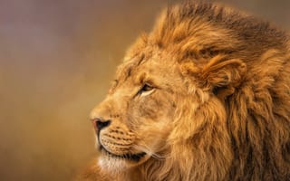 Картинка красавец, лев, царь, профиль, грива