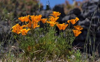 Картинка Весна, эшшольция калифорнийская, калифорнийский золотистый мак