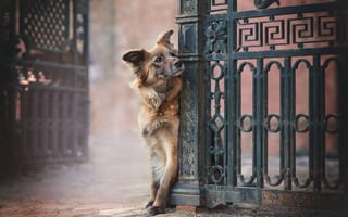 Картинка Собака, ворота, пёс