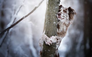 Картинка Собака, Бордер-колли