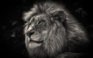 Картинка царь, грива, лев