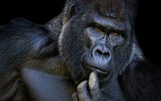 Картинка горилла, портрет, задумчивый