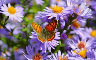 Картинка Butterfly, фиолетовые цветы, Purple flowers