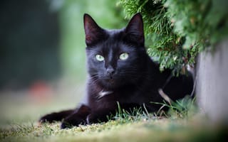 Картинка кот, чёрный, киса, Кошка
