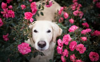 Обои цветы, друг, Собака