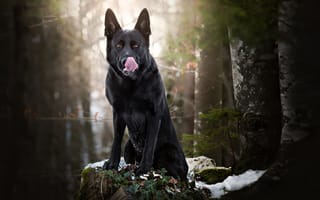 Картинка Собака, Чёрная