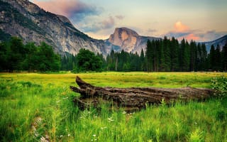Картинка скалы, коряга, йосемити, сша, калифорния, национальный парк, yosemite national park