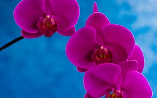 Картинка краски, орхидея