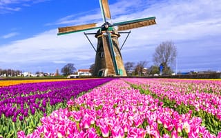 Картинка нидерланды, разноцветные, мельница, lisse, Keukenhof
