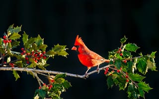Картинка Красный кардинал